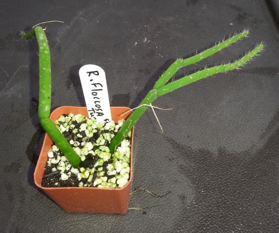 http://www.cloudjungle.com/cloudjungle/Cactaceae/Rhipsalis/Rhipsalis floccosa ssp tucumanensis.jpg